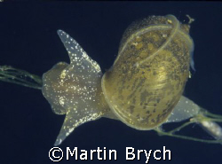 Freshwater - snail

I take this with houssing Sea&Sea N... by Martin Brych 